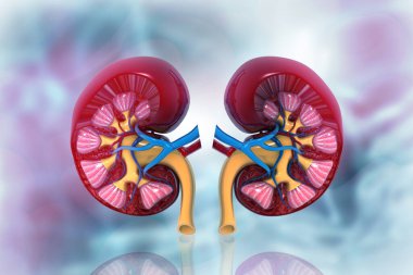 İnsan böbreğinin anatomisi. 3d illüstrasyon