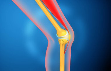 İnsan diz eklemi anatomisi. 3d illüstrasyon