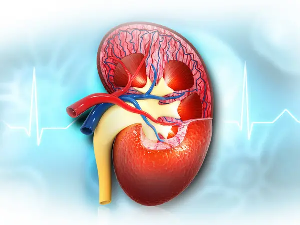 Cross section of human kidney. 3d illustration