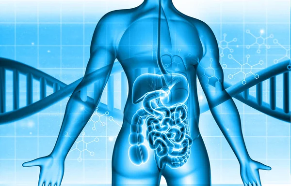 DNA 'da insan vücudu anatomisi. 3d illüstrasyon