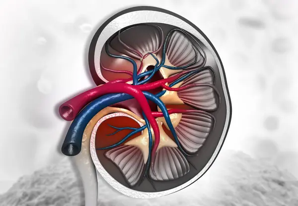 Cross Section Anatomy Human Kidney Illustration — Stock Photo, Image