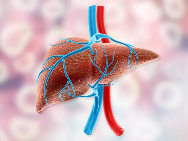 Human liver anatomy. 3d illustration
