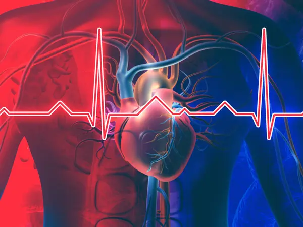 Coração Humano Com Ritmo Cardíaco Normal Ilustração — Fotografia de Stock