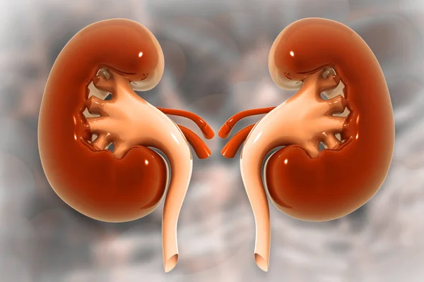 現実的な人間の腎臓 3Dイラスト — ストック写真