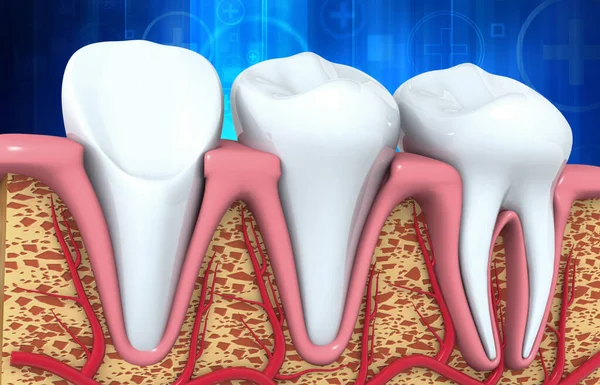 Anatomia Ludzkich Zębów Ilustracja — Zdjęcie stockowe