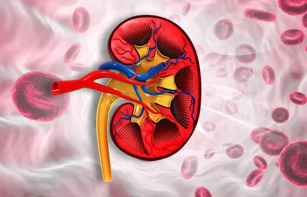 Doorsnede Anatomie Van Menselijke Nieren Illustratie — Stockfoto