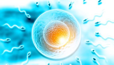 Erkek sperm hücreleri dişi yumurtayı döllüyor. 3d illüstrasyon