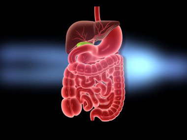 insan sindirim sistemi. 3D çizim