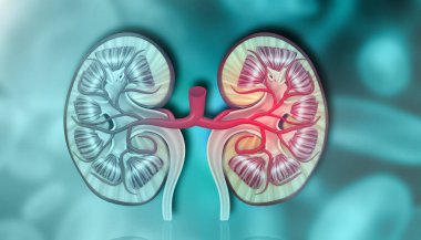 İnsan böbreği kesiti anatomisi. 3d illüstrasyon