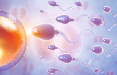 Erkek sperm hücreleri dişi yumurtayı döllüyor. 3d illüstrasyon