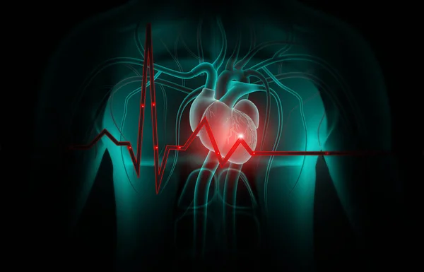 Gráfico Ecg Con Corazón Humano Ilustración —  Fotos de Stock