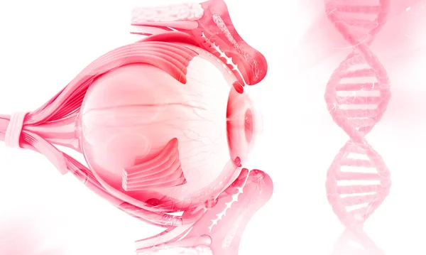Dnaの背景にある人間の目の解剖学 3Dイラスト — ストック写真