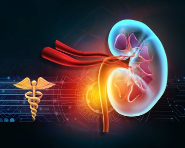 Tıbbi geçmişinde insan böbreği anatomisi var. 3d illüstrasyon