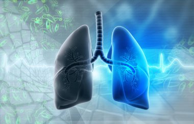 Bilimsel altyapıda insan akciğerleri anatomisi. 3d illüstrasyon