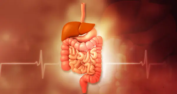 Human digestive system anatomy on medical background. 3d illustration