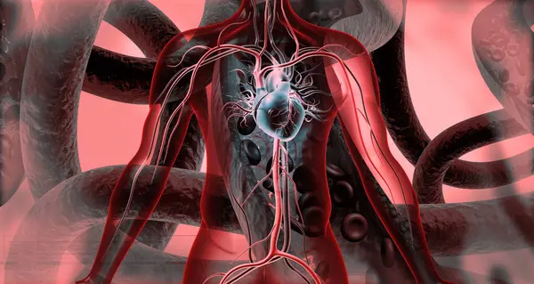 Ludzkie Serce Tętnicami Żyłami Ilustracja — Zdjęcie stockowe