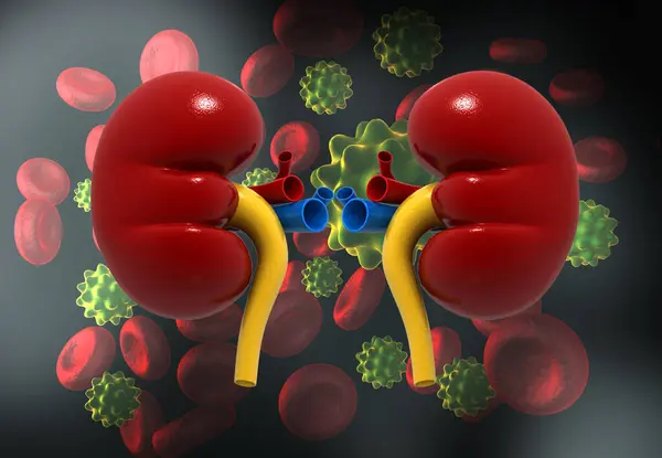 Menselijke Nier Virusachtergrond Illustratie — Stockfoto