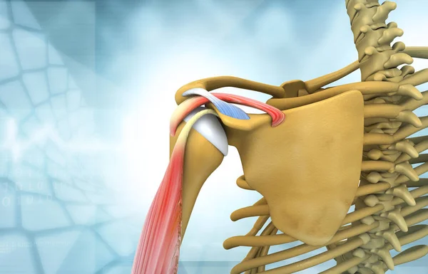 Anatomy on human shoulder. Medical background. 3d illustration