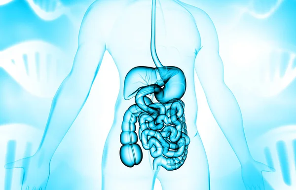 Sistema Digestivo Humano Ilustração — Fotografia de Stock