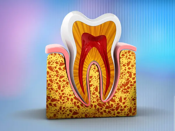 Anatomia Ludzkiego Zęba Ilustracja — Zdjęcie stockowe
