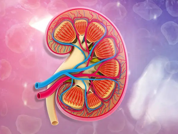 Cross section of human kidney. 3d illustration