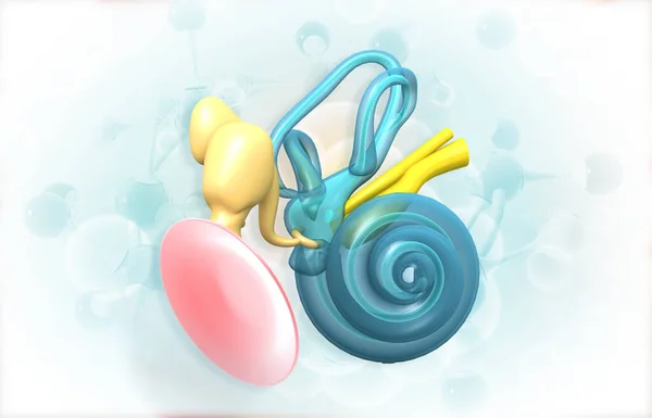 Cochlea inner ear on isolated background. 3d illustration