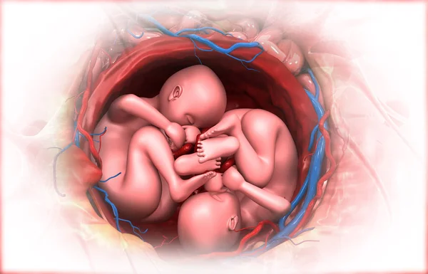 Zwillinge Fötus Mutterleib Illustration — Stockfoto
