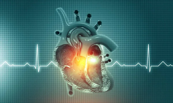 Menneskelig Hjertetverrsnitt Medisinsk Bakgrunn Illustrasjon – stockfoto