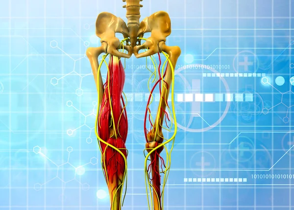 人間のヒップと脚の解剖学 3Dイラスト — ストック写真