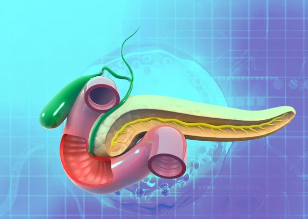 ヒト膵臓は医学的背景について 3Dイラスト — ストック写真