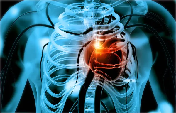 Circulation Humaine Système Cardiovasculaire Avec Anatomie Cardiaque Illustration — Photo