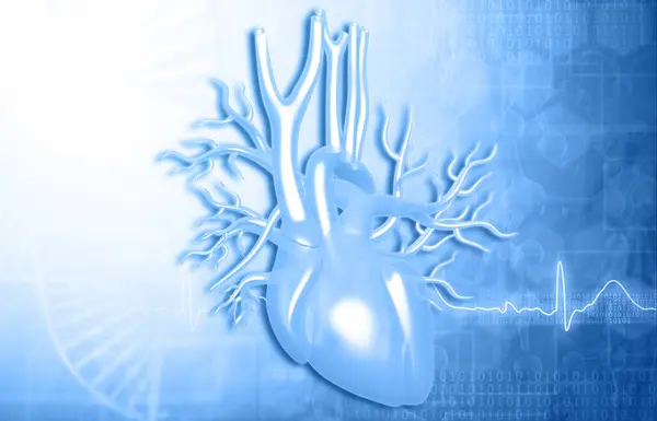 心臓解剖学を用いた人間の循環心血管系 3Dイラスト — ストック写真