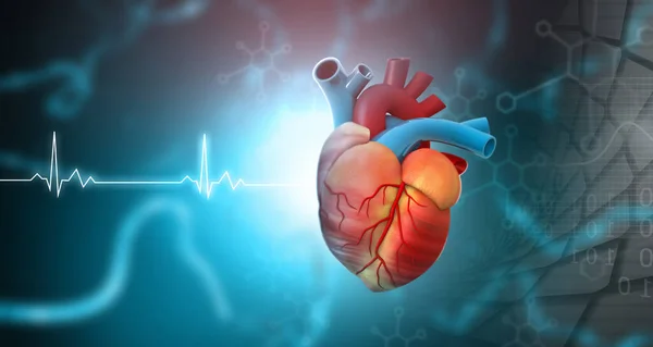 Herz Kreislauf System Mit Herz Anatomie Illustration — Stockfoto