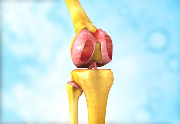 Menselijke Knie Anatomie Illustratie — Stockfoto