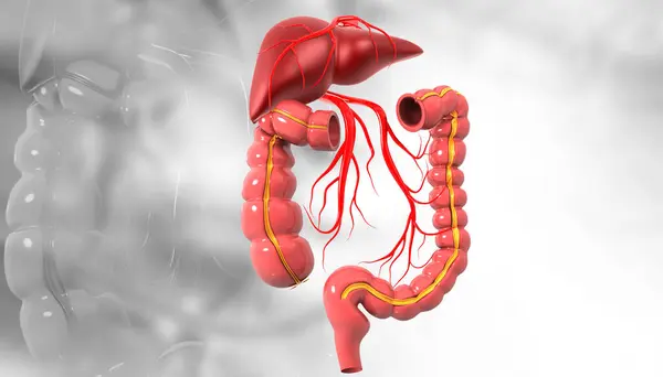 Human Digestive System Isolated Background Illustration — Stock Photo, Image