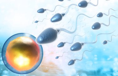 Sperm yumurta hücrelerine ulaşır. 3d illüstrasyon