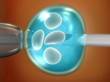 Yumurta hücresinin tüp bebek aşamasında. 3d illüstrasyon