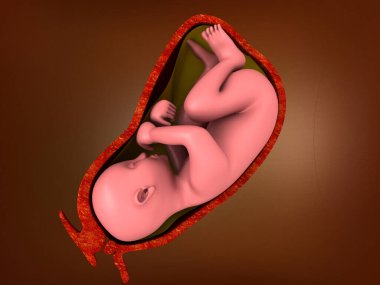 Rahmin içindeki insan fetüsü. 3d illüstrasyon