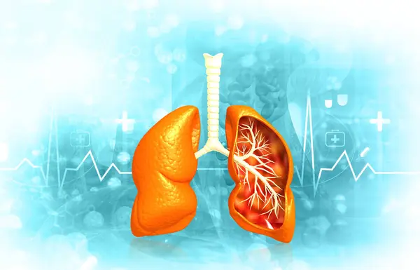 Human Respiratory System Anatomy Illustration — Stock Photo, Image