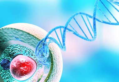 İnsan hücre anatomisi enine kesiti. 3d illüstrasyon