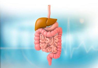 insan sindirim sistemi. 3D çizim