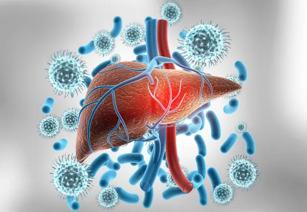 Human liver anatomy with hepatitis virus. 3d illustration