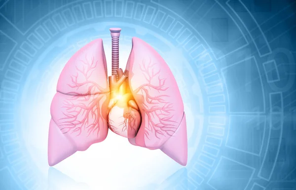 Human Respiratory System Anatomy Illustration — Stock Photo, Image