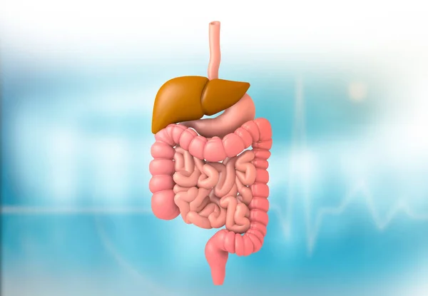 Sistema Digestivo Humano Ilustração — Fotografia de Stock