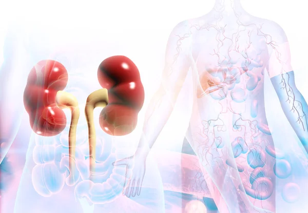 Human kidney anatomy. 3d illustration