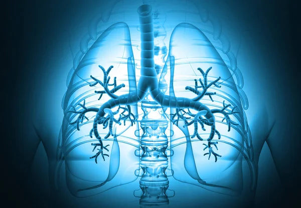 Anatomía Pulmonar Humana Antecedentes Médicos Ilustración —  Fotos de Stock