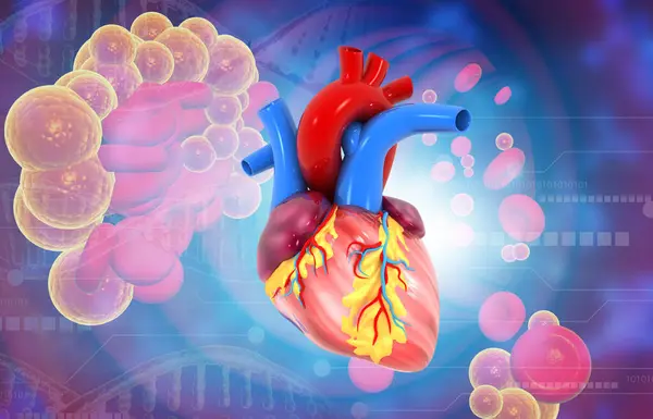 Human heart on medical background. 3d illustration