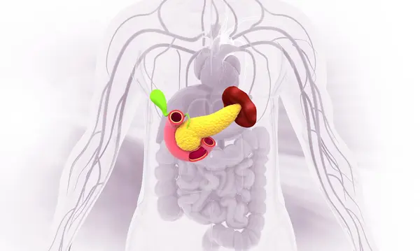 Pancreas anatomy on medical background. 3d illustration