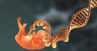 İnsan fetüsü ve DNA bilimsel konsepti. 3d illüstrasyon