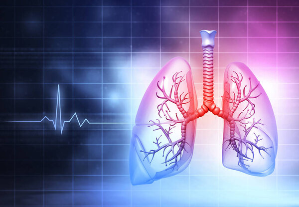 анатомия легких человека. 3d иллюстрация
